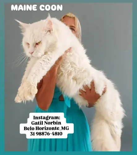 Gato maine coon filhotes com pedigree