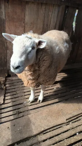 Carneiro texel