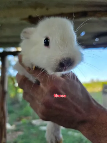 Coelho