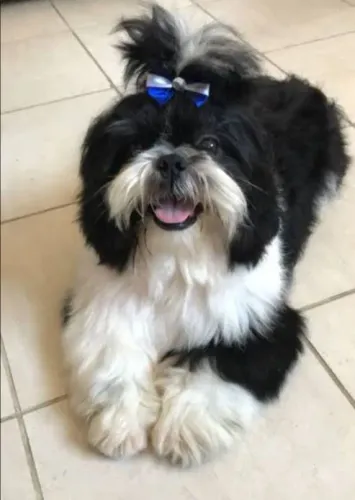 Shitzu lindo pequeno pelo lindo macho 5 meses ama crianças 