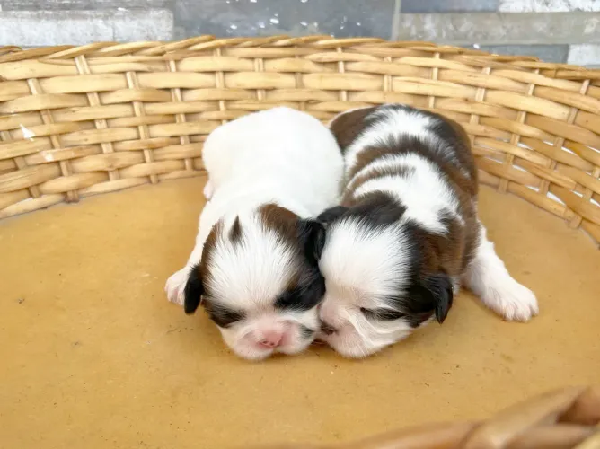 Filhotes Shih Tzu