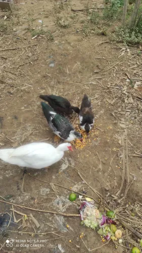 Pato
