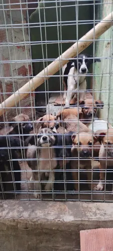 Filhotes de cachorro