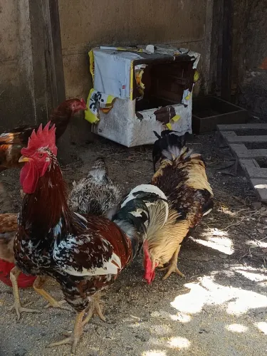 Galo GSB sertanejo Balão 