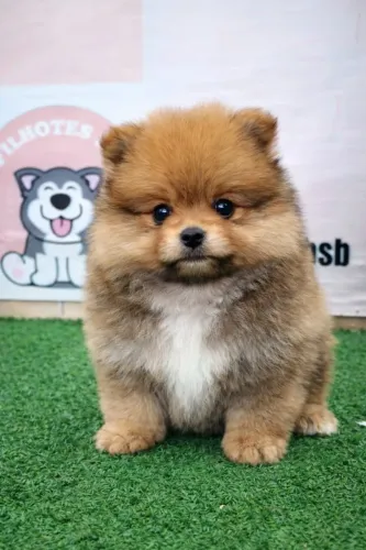 Spitz Alemão anão lulu da Pomerânia. Pedigree CBKC. 10x sem juros. Venda permanente 