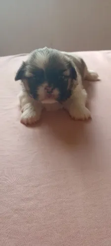 Vendo shitzu fêmea