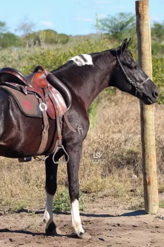 Ganharão pampa de preto homozigoto