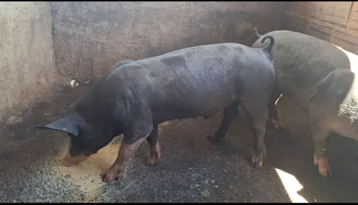 Venda permanente de suinos para cria e recria.