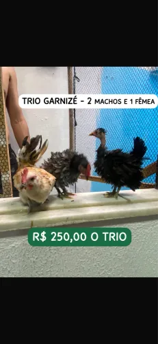 Galinhas Ornamentais