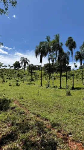 FAZENDA 91 ALQUEIRES EM GOIÁS LEIA O ANÚNCIO