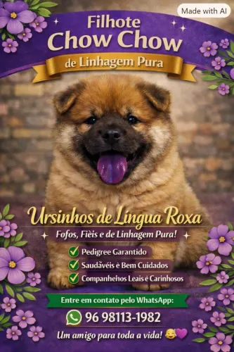 Filhote Chow Chow