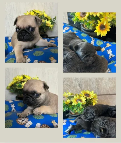 Pug macho com pedigree 