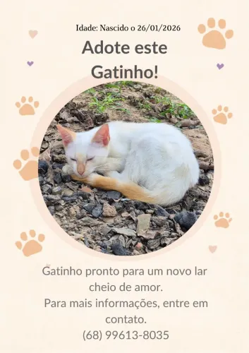 Gatinhos para adoção 
