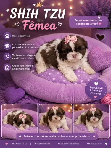 Shih Tzu
