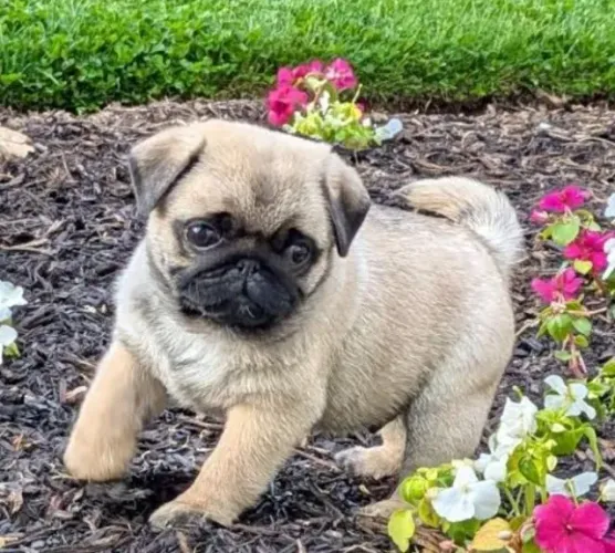 Pug Filhotes Abricot Padrão. 