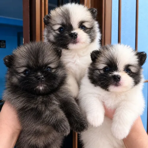 Filhotes de Spitz Alemão (Lulu da Pomerânia)