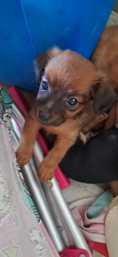 Vende-se Filhotes de Pinscher. 
