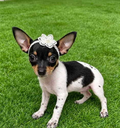 Pinscher Fêmea Preço Especial