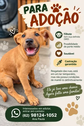 Filhote para adoção