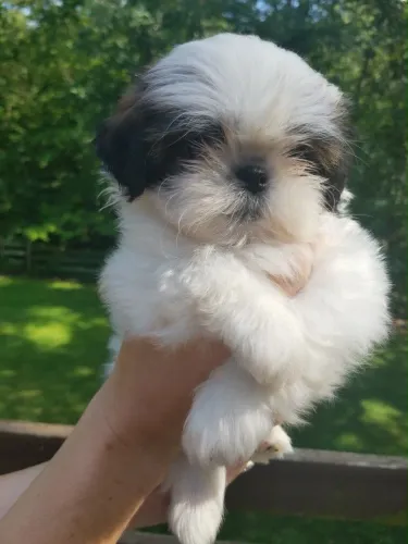 Shih tzu filhote