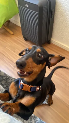 Dachshund para cobertura procriar