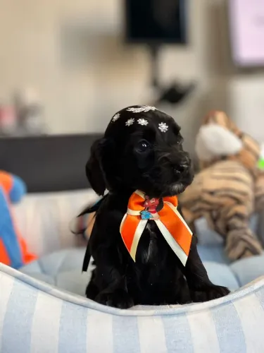 Filhote de Cocker Spaniel Inglês 