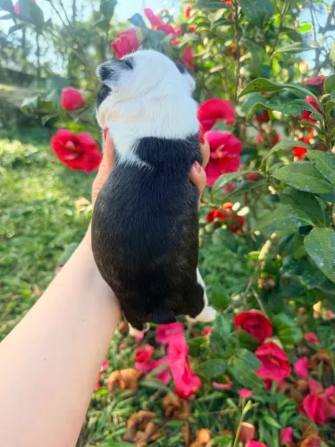 Boston Terrier 