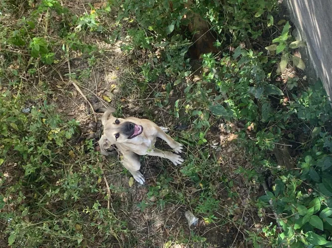 Cadela dócil poucos meses de vida