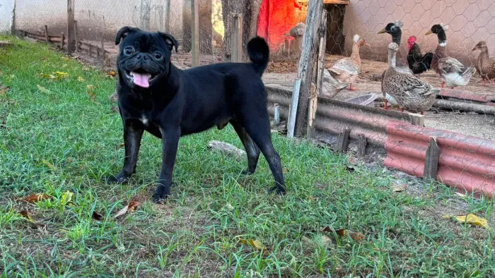 Pug macho 8 meses