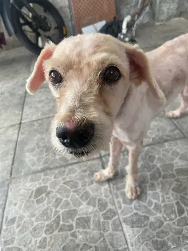 Cachorro