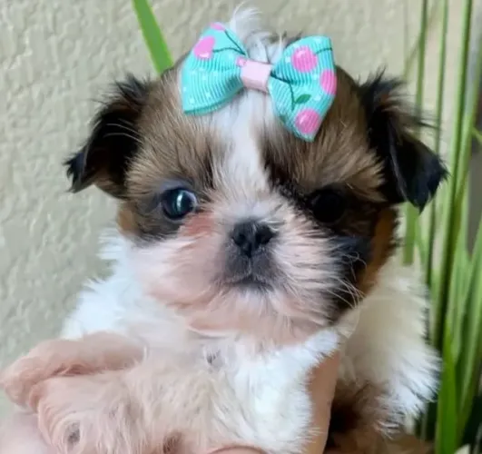 Filhotes de Shih Tzu | Carinho em todos os instantes.