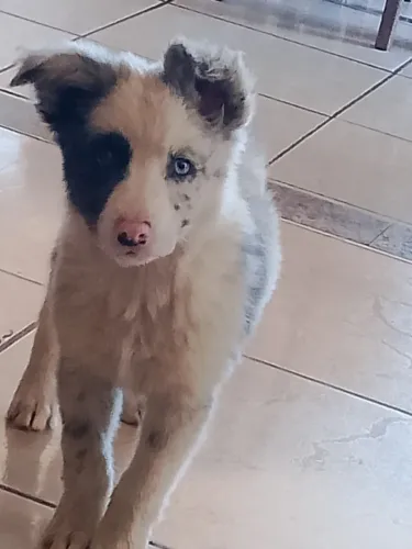 Border collie merle
