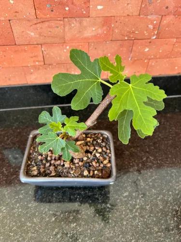 Bonsai figo