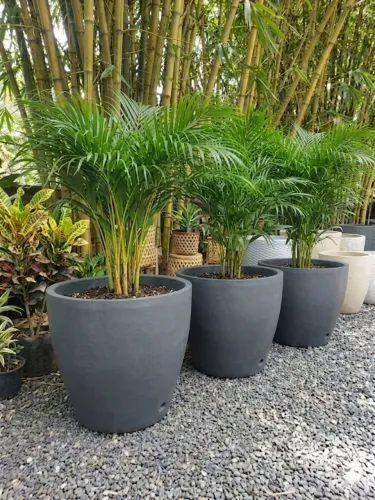 PALMEIRAS PLANTADAS NO VASO GRANDE  FAÇO ENTREGA PAGAMENTO SÓ NO ATO 