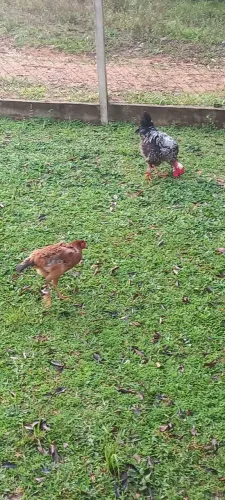 Galinha caipira