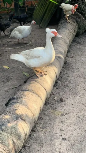Pato