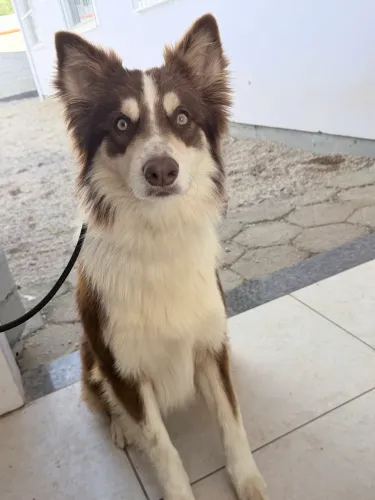 Border Collie