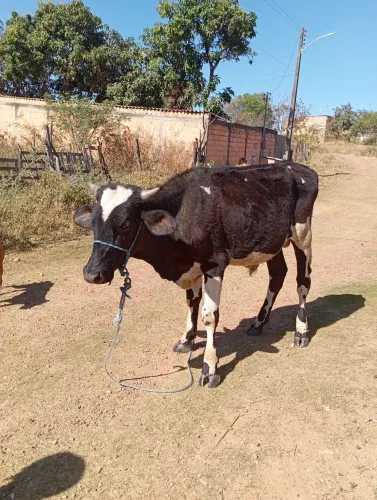 Vendo garrote