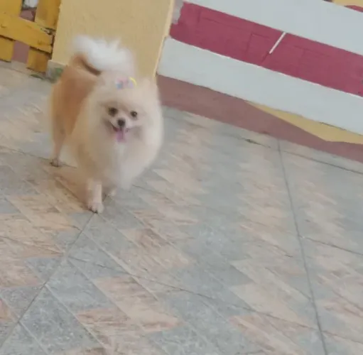 Spitz Alemao Fêmea, micro, Ursinha Baby Face em 10x com Pedigree e entrega.