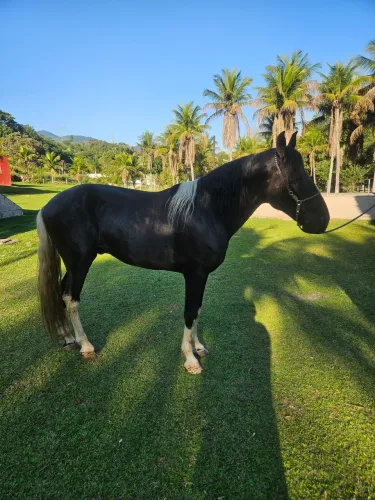 Cavalo garanhao pampa de preto 