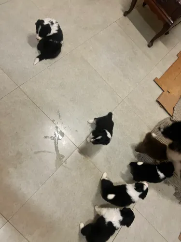 Vendo 4 filhotes de Border Collie