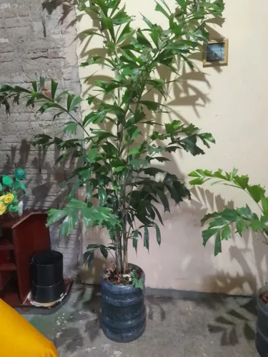 Plantas Palmeiras Rabo de Raposa