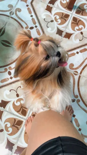Shih tzu macho para cruzar 