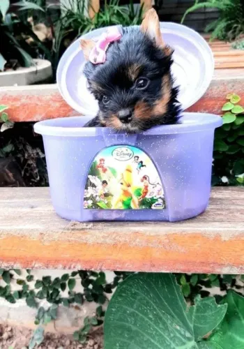 Mine filhote de Yorkshire 