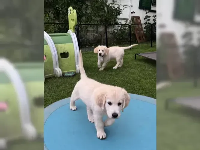 Cãozinho Golden Retriever brincalhões e super sociáveis