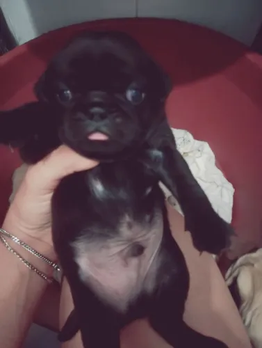 Pug machos promoção