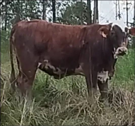 Vaca a venda