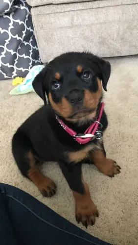 Rottweiler Cachorrinhos com charme irresistível disponível