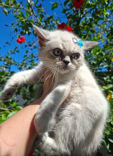 Machinho persa exotico