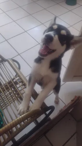Cachorra